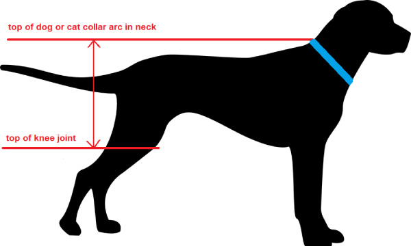 measure of dog